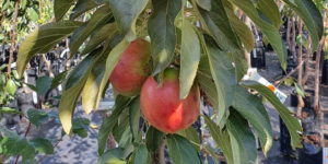 Fruit Trees | Watsons Garden