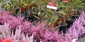 Leucospermum | Erica | Telopea | Plants | Watson's Garden