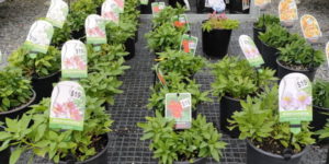 Alstroemeria | Potted Plants | Plants | Watson's Garden