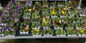 Poppies, Pansies, Primulas and Polyanthus | Watson's Garden