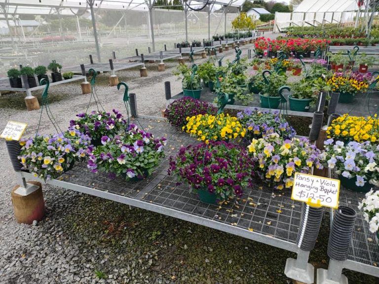 Hanging Baskets Watson's Garden