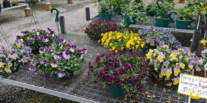 Hanging Baskets | Potted Colour | Watson's Garden