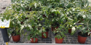 Tomatoes | Plants | Watson's Garden