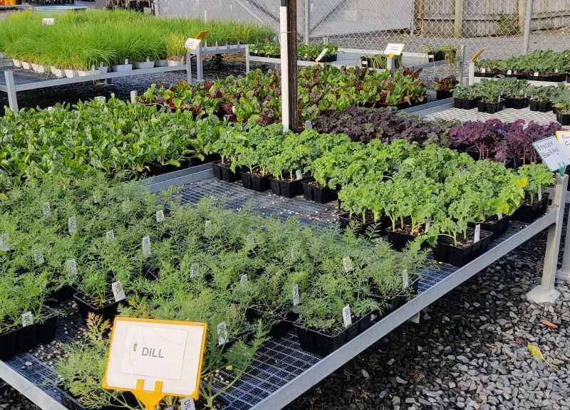 Dill | Vegetable Seedlings | Watson's Garden