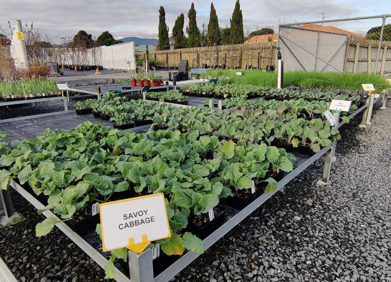 Cabbage | Vegetable Seedlings | Watson's Garden