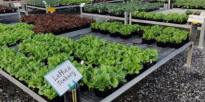 Vegetable Seedlings | Watson's Garden