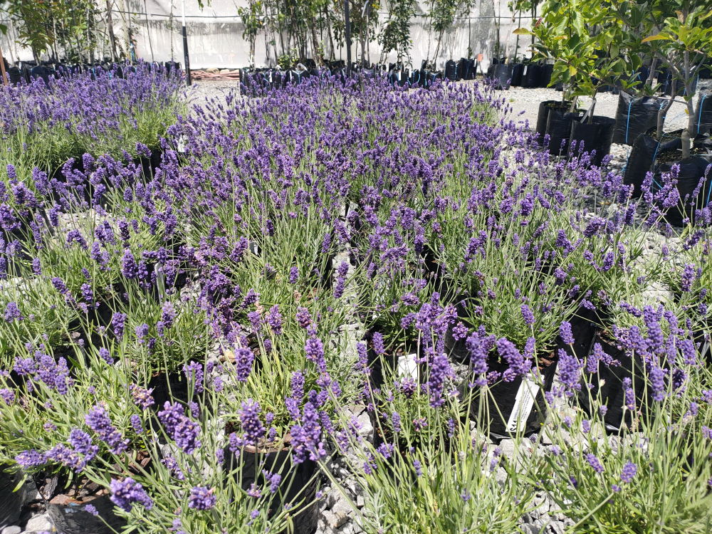 Lavender | Potted Plants | Watso