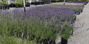 Lavender | Potted Plants | Watson's Garden