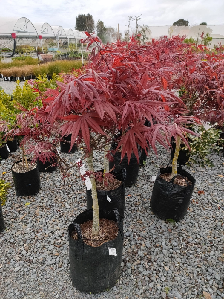 Acer palmatum 'Shaina' | Maple | Trees | Watson's Garden